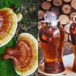 Nấm lim xanh ngâm rượu có tác dụng gì cách sử dụng rượu nấm lim