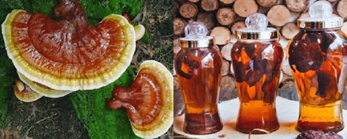 Nấm lim xanh ngâm rượu có tác dụng gì với sức khỏe con người? Nấm lim xanh ngâm rượu có tác dụng gì với sức khỏe con người?