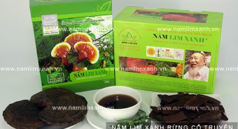 Nấm lim xanh Quảng Nam trị ung thư công dụng nấm lim xanh rừng