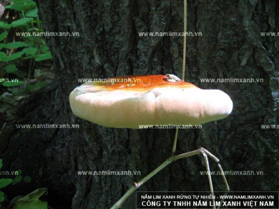 Nấm lim xanh có công dụng gì và nấm lim xanh rừng chữa bệnh ung thư Nấm lim xanh có công dụng gì và nấm lim xanh rừng chữa bệnh ung thư