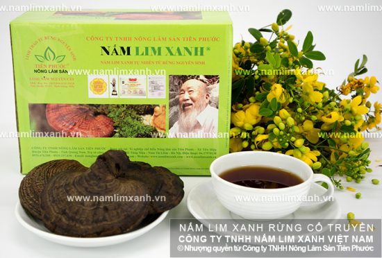 Nấm lim xanh loại nào tốt nhất và nấm lim xanh rừng loại Nguyên cây Nấm lim xanh loại nào tốt nhất và nấm lim xanh rừng loại Nguyên cây