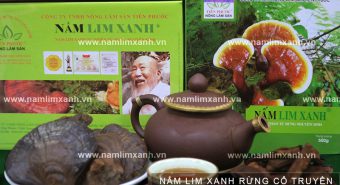 Nấm lim xanh tác dụng gì cách dùng nấm lim xanh rừng Tiên Phước
