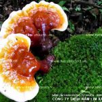 Nấm lim xanh tại Hà Nội bán ở đâu đúng giá nấm lim xanh ở Hà Nội?