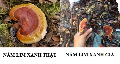 Nấm lim xanh thật và giả phân biệt thế nào là câu hỏi rất nhiều người quan tâm