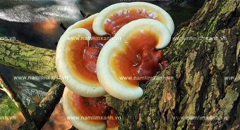 Nấm lim xanh Tiên Phước chữa bệnh gì với cách uống nấm lim rừng