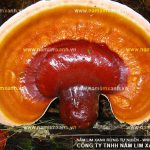 Nấm lim xanh Tiên Phước mua ở đâu và bao nhiêu tiền 1kg nấm lim?