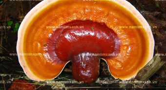 Nấm lim xanh Tiên Phước mua ở đâu và bao nhiêu tiền 1kg nấm lim?
