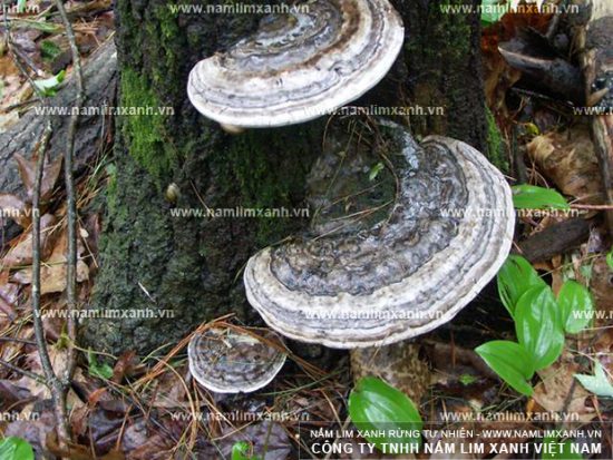 Nấm lim ngâm rượu có tốt không và nấm lim rừng tốt như thế nào? Nấm lim ngâm rượu có tốt không và nấm lim rừng tốt như thế nào?