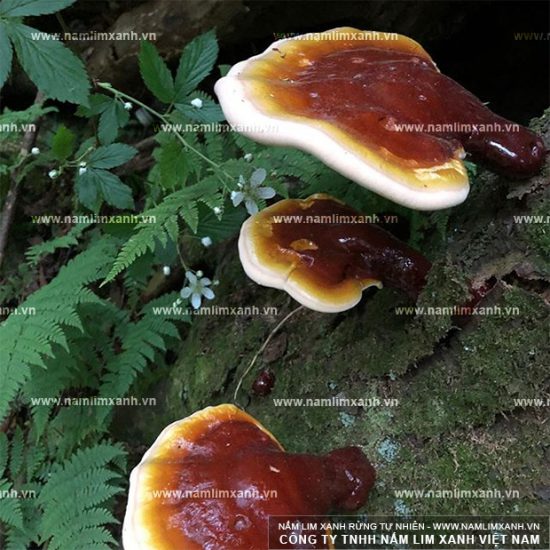 Nấm lim xanh tự nhiên mọc từ gốc cây lim đã chết