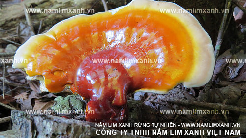 Người mắc bệnh tiểu đường nên dùng loại nấm lim xanh nào?