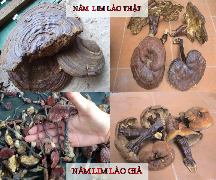 Nhận biết nấm lim xanh Lào qua màu sắc, độ cứng.