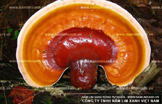 Nhận biết nấm lim xanh rừng thật qua hình dáng Nhận biết nấm lim xanh rừng thật qua hình dáng