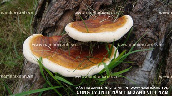 Nơi bán nấm lim xanh giá rẻ chất lượng tại một số tỉnh thành khác