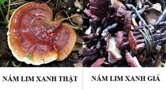 Phân biệt nấm lim xanh thật giả cùng giá nấm lim xanh Tiên Phước