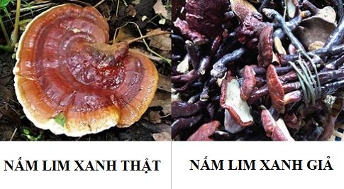 Phân biệt nấm lim xanh thật giả cùng giá nấm lim xanh Tiên Phước