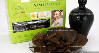 Rượu nấm lim ngâm thế nào cách dùng uống lim rừng ngâm rượu