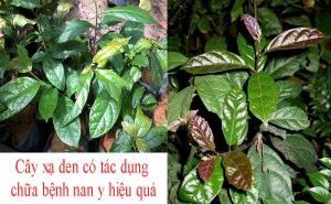 Tác dụng của cây xạ đen đối với bệnh nhân ung thư và cách sử dụng