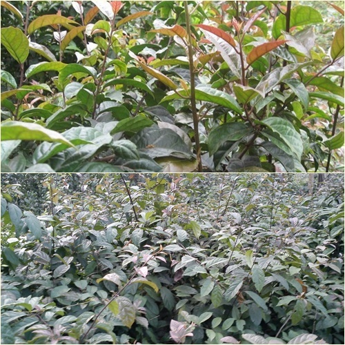 Tác dụng của lá xạ đen đã được y học công nhận