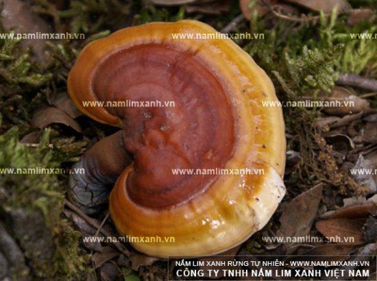 Tác dụng nấm lim xanh giúp bồi bổ, tăng cường sức khỏe Tác dụng nấm lim xanh giúp bồi bổ, tăng cường sức khỏe