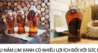 Tác dụng nấm lim xanh ngâm rượu hướng dẫn ngâm rượu nấm lim