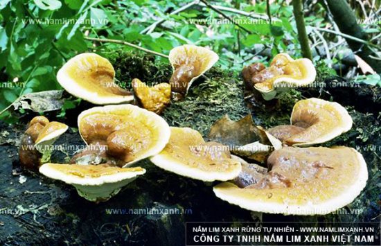 Tác dụng nấm lim xanh ngâm rượu giúp tăng cường sinh lý nam