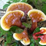 Tác dụng phụ của nấm lim xanh là gì với lưu ý sử dụng nấm lim xanh