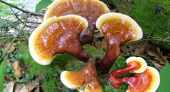 Tác dụng phụ của nấm lim xanh là gì với lưu ý sử dụng nấm lim xanh