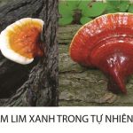Tác hại của nấm lim xanh là gì lưu ý khi sử dụng nấm lim tự nhiên