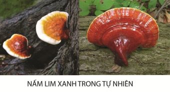 Tác hại của nấm lim xanh là gì lưu ý khi sử dụng nấm lim tự nhiên