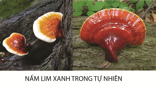 Tác hại của nấm lim xanh là gì? Tác hại của nấm lim xanh là gì?