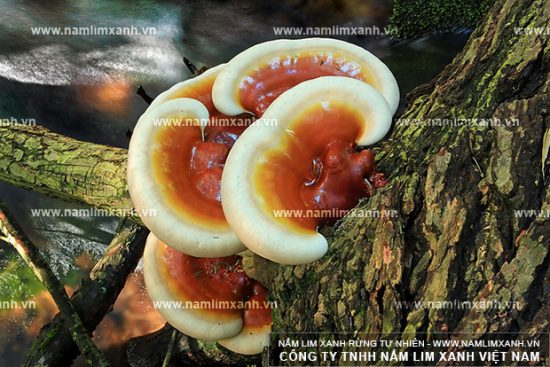 Thực hư tác dụng nấm lim xanh chữa ung thư hiệu quả
