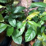 Uống lá xạ đen có tác dụng gì? Lưu ý khi sử dụng cây lá xạ đen