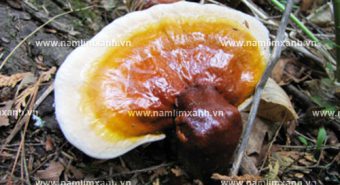 Uống nấm lim xanh như thế nào cách sử dụng nấm lim rừng tự nhiên