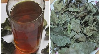 Xạ đen khô tác dụng, công dụng gì? Cách dùng cây xạ đen tốt nhất?