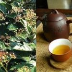 Uống nước xạ đen có tốt không? Những lưu ý khi sử dụng nước xạ đen