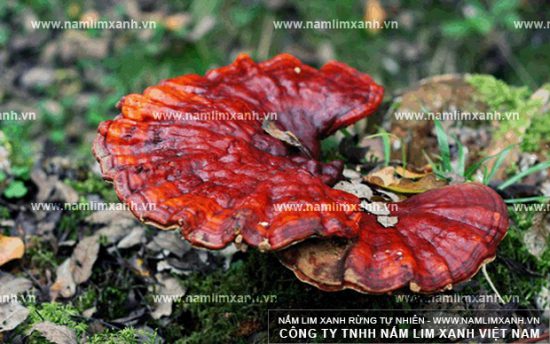 Uống rượu nấm lim sau bao lâu thấy tác dụng tăng cường sinh lực?