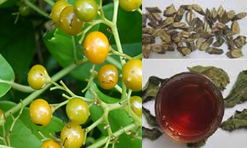 Uống xạ đen thường xuyên sẽ giúp phòng và điều trị nhiều loại bệnh lý Uống xạ đen thường xuyên sẽ giúp phòng và điều trị nhiều loại bệnh lý