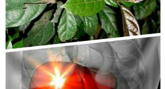 Cây xạ đen trị bệnh gì? Công dụng, cách dùng cây xạ đen tốt nhất