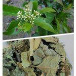 Xạ đen có tác dụng gì? Cách dùng xạ đen chữa bệnh hiệu quả