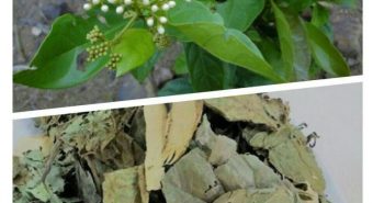 Xạ đen có tác dụng gì? Cách dùng xạ đen chữa bệnh hiệu quả