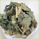 Tác dụng chữa bệnh của cây xạ đen. Địa chỉ mua bán xạ đen uy tín