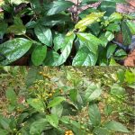 Xạ đen là gì? Công dụng và cách dùng xạ đen chữa bệnh tốt nhất