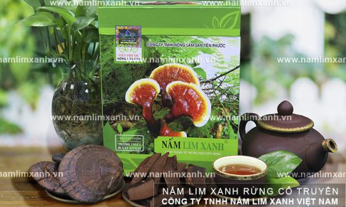 Trà nấm lim xanh chữa bệnh thế nào với cách dùng trà nấm lim xanh