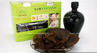 Công ty nấm lim xanh Tiên Phước nơi bán nấm lim xanh rừng uy tín