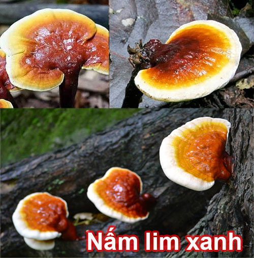 Địa chỉ bán nấm lim xanh ở TP Hồ Chí Minh và thị trường mua bán nấm lim xanh