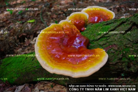 Cần mua nấm lim xanh chữa bệnh ở đâu là câu hỏi rất nhiều người quan tâm Cần mua nấm lim xanh chữa bệnh ở đâu là câu hỏi rất nhiều người quan tâm
