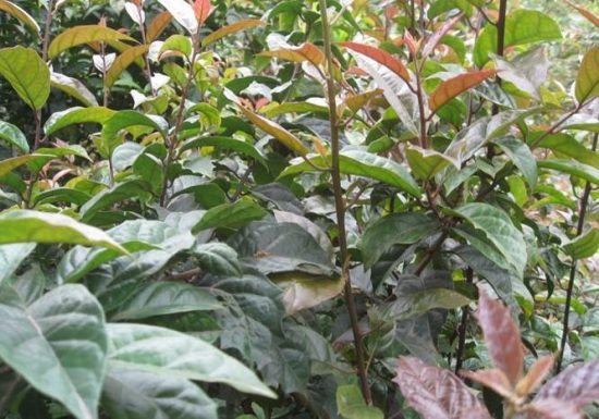Cây xạ đen trồng ở đâu? Cây xạ đen trồng ở đâu?
