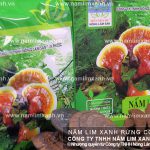 Công dụng chữa bệnh của nấm lim xanh và nấm lim rừng trị ung thư?