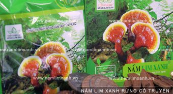 Công dụng chữa bệnh của nấm lim xanh và nấm lim rừng trị ung thư?