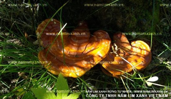 Công dụng nấm lim xanh ngâm rượu tăng cường sinh lý, bổ thận tráng dương